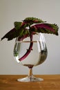 Painted nettle plant in a cognac glass filled with water