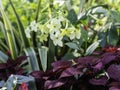 Painted nettle and white flowering tobacco Royalty Free Stock Photo