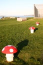 Red mushrooms on grassy Mount Victoria, Devonport, Auckland, New Zealand
