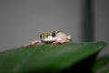 Painted reed frog Royalty Free Stock Photo