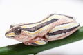 Painted Reed Frog Royalty Free Stock Photo