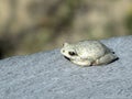 Painted reed frog Royalty Free Stock Photo