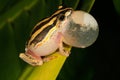 Painted reed frog Royalty Free Stock Photo