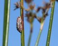 Painted reed frog in red and white on a reed stem in the Okavango Delta Botswana Royalty Free Stock Photo