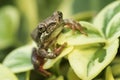 Painted Reed Frog Royalty Free Stock Photo