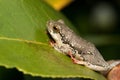 Painted Reed Frog