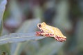 Painted Reed Frog or Spoted Tree Frog Royalty Free Stock Photo