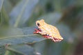 Painted Reed Frog or Spoted Tree Frog Royalty Free Stock Photo