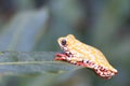 Painted Reed Frog or Spoted Tree Frog Royalty Free Stock Photo