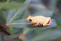 Painted Reed Frog or Spoted Tree Frog