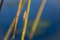 Painted Reed Frog at Twilight Royalty Free Stock Photo