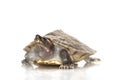 Painted river terrapin Royalty Free Stock Photo