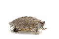 Painted river terrapin Royalty Free Stock Photo