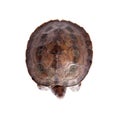 Painted river terrapin on white background. Royalty Free Stock Photo