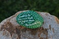 Painted rock with bible verse Royalty Free Stock Photo