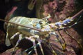 Painted rock lobster in the coral reef