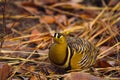 Painted sandgrouse, Pterocles indicus, Panna Tiger Reserve, Madhya Pradesh, India Royalty Free Stock Photo