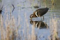 Painted snipe female walking in shallow water hunting insects