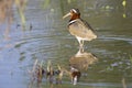 Painted snipe female walking in shallow water hunting insects