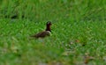 Painted snipe in habitat shot