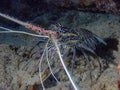 Painted Spiny Lobster Panulirus versicolor