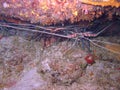 Painted Spiny Lobster under the reef