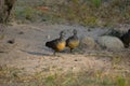 Painted Spurfowl, Galloperdix lunulata , Hampi, Karnataka