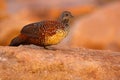 Painted Spurfowl, Galloperdix lunulata, male , Hampi, Karnataka Royalty Free Stock Photo