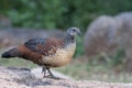 Painted spurfowl or Galloperdix lunulata observed in Hampi, India