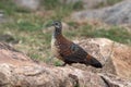 Painted spurfowl or Galloperdix lunulata observed in Hampi, India