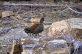 Painted spurfowl, Galloperdix lunulata, Ranthambhore Tiger Reserve, Rajasthan, India