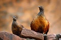 Painted Spurfowl, Galloperdix lunulata, Ranthambore, India, Asia. Bird sitting on the stone. Francolin in the nature habitat. In s Royalty Free Stock Photo