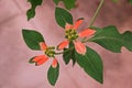 Painted spurge,colorful broadleaves weed and medical herb