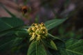 Painted spurge;exican fire plant Royalty Free Stock Photo