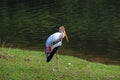 Painted Stork