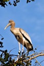 Painted stork Royalty Free Stock Photo