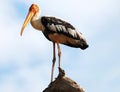 Painted Stork Royalty Free Stock Photo