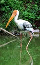 Painted stork