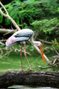 Painted stork Royalty Free Stock Photo