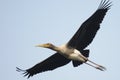 Painted Stork