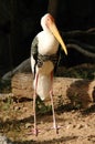 Painted stork Royalty Free Stock Photo