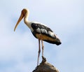 Painted Stork Royalty Free Stock Photo