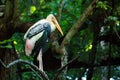 Painted Stork