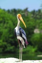 Painted Stork Royalty Free Stock Photo
