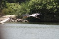 Painted Stork