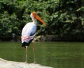 Painted Stork