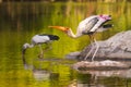 Painted stork and asian openbill stork Royalty Free Stock Photo