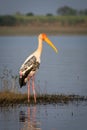 Painted Stork at Bhigwan