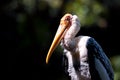 Painted Stork bird