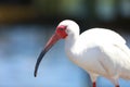 Painted Stork bird